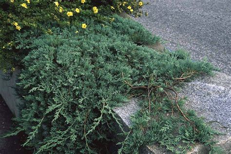 Blue Rug Juniper