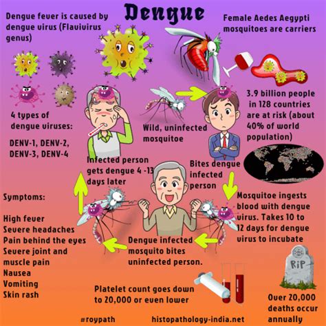 Pathology of Dengue Virus Infection and Dengue Hemorrhagic Fever - Dr ...