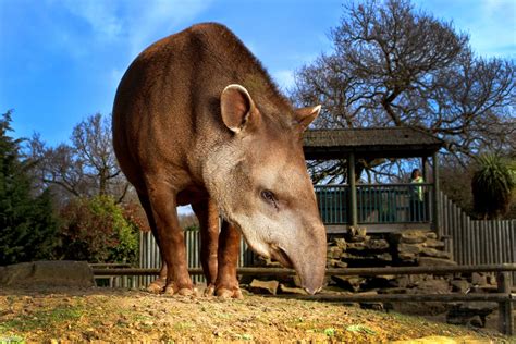 Paradise Zoo News: World tapir day: Sunday 27th April 2014