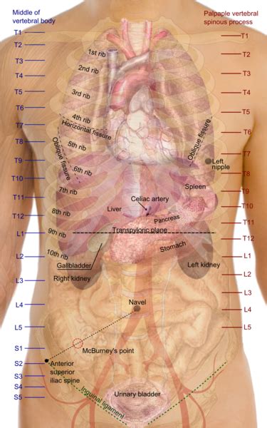 Bladder Pain Location and Symptoms | Healthhype.com