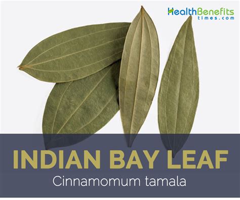 Indian Bay-leaf facts and health benefits