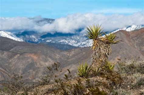 Coachella Valley Preserve – Karen Kratz