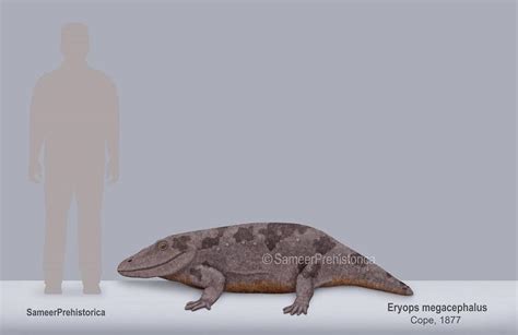 Eryops Size by SameerPrehistorica on DeviantArt