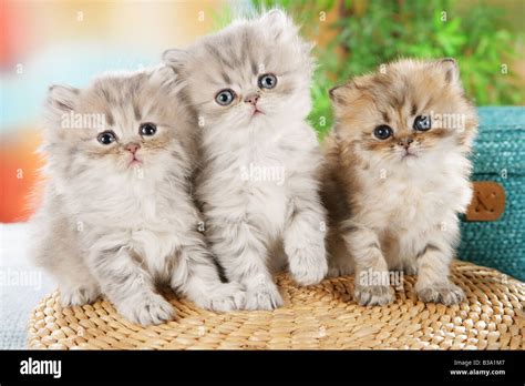 Persian Cat. Three kittens sitting next to each other Stock Photo - Alamy