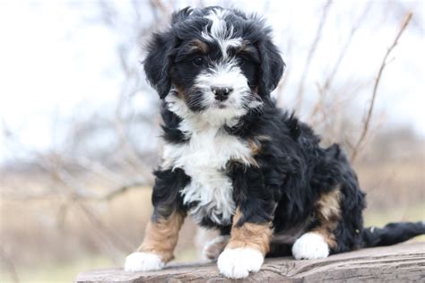 micro mini bernedoodle, tri bernedoodle