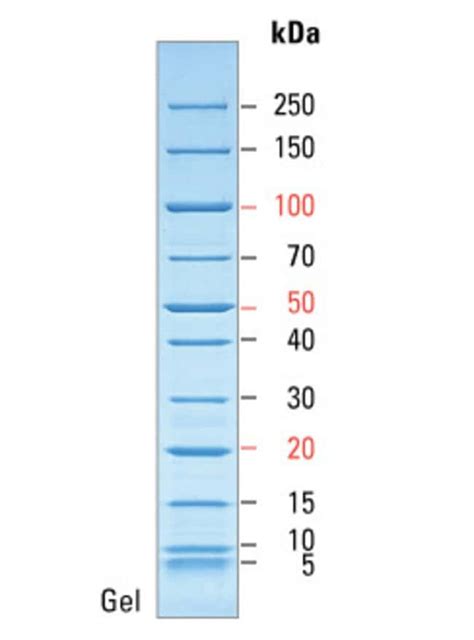 PageRuler Unstained Broad Range Protein Ladder - Thermo Fisher Scientific