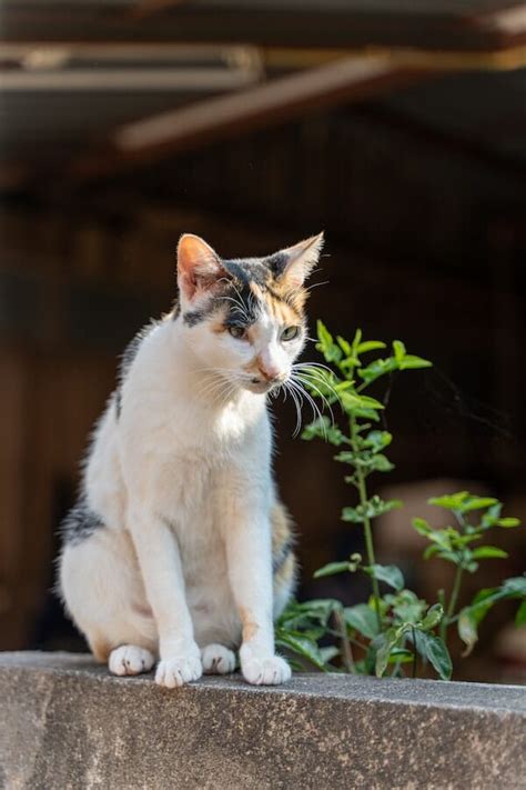 Catnip Effects on Cats: Why Do Cats Get Stoned on Catnip?