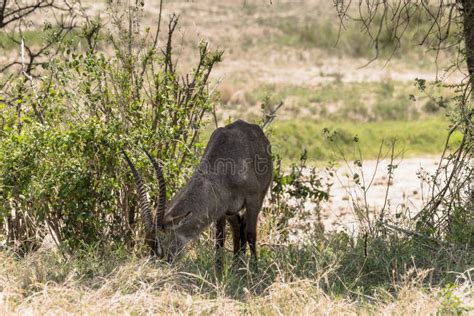 A herd of antelope Topi stock image. Image of lions, escape - 28337357