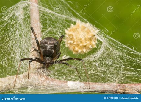 Southern Black Widow Spider - Latrodectus Mactans Stock Image - Image ...