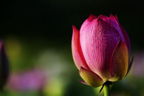 Lotus Rose On Green Background Free Stock Photo - Public Domain Pictures