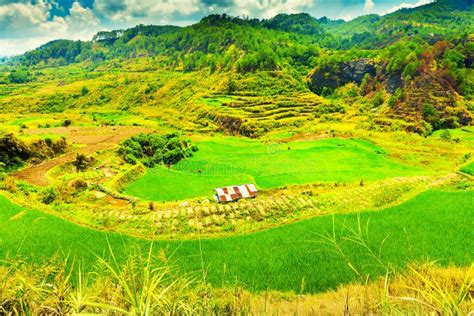 Rice Fields On Terraced At Chiang Mai, Thailand Stock Photo - Image of food, hill: 96635410