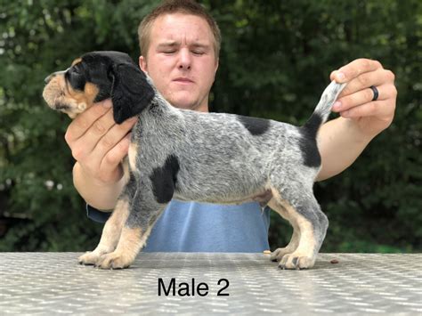 Bluetick Coonhound Puppies For Sale | Hookerton, NC #303435