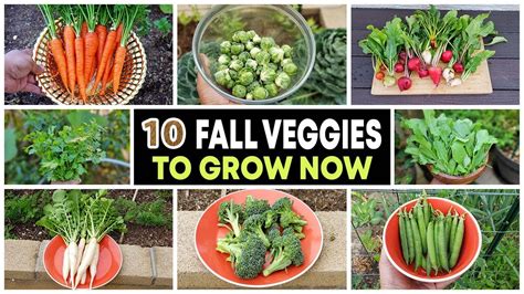 Top 10 Vegetables to grow in Fall & through Winter - Get Gardening News