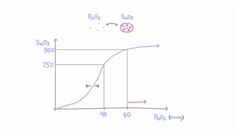 Fetal Hemoglobin Oxygen Dissociation Curve