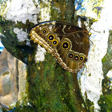 Milwaukee Public Museum Butterfly Exhibit | Butterfly exhibit, Museum, Favorite places