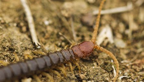 Centipede Facts for Kids | Sciencing