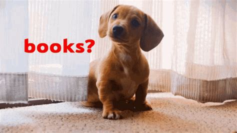 Cute Dogs Reading Books