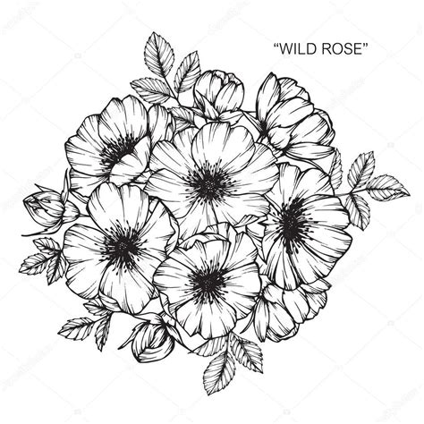 Pictures: wild rose sketch | Wild rose flower. Drawing and sketch with ...