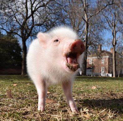 Where Can I Buy A Real Teacup Piglet? - Life with Pigs Farm Animal Sanctuary