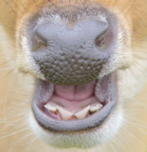 Deer Teeth: A Complete Guide (what teeth can tell you about a deer)