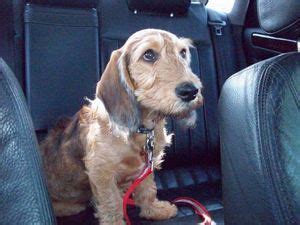 Bassetoodle (Basset Hound Poodle Mix) Info, Temperament, Puppies, Pictures | Miniature basset ...