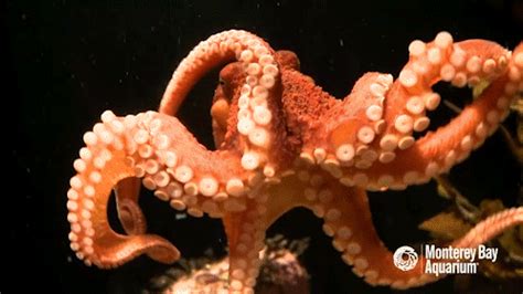 an orange and white octopus sitting on top of a tank