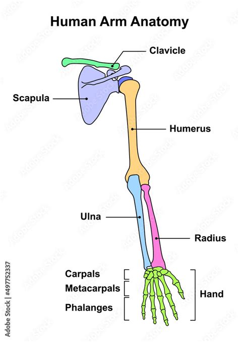 Scientific Designing of Human Arm Bones Anatomy. Body Bones Diagram ...