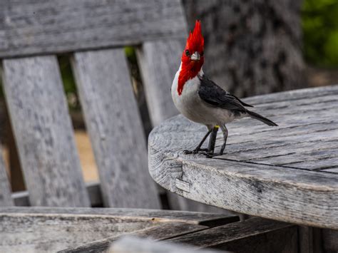 Red Crested Cardinal Hawaii Free Stock Photo - Public Domain Pictures