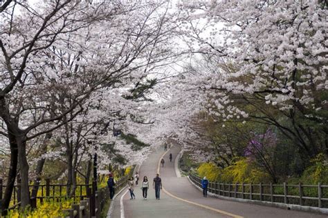 Visitors Stroll at Namsan Park at Seoul during Full Bloom of Cherry Blossom. Editorial Stock ...