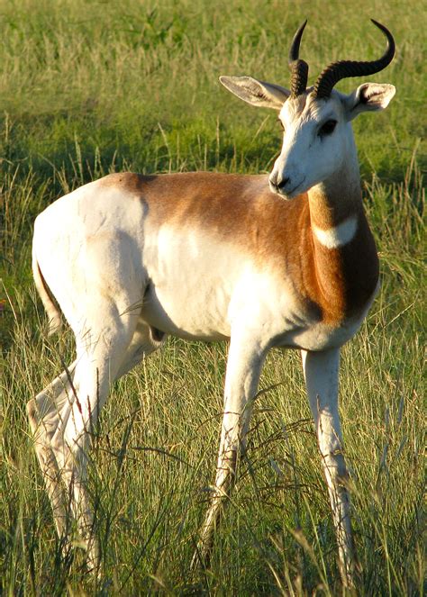 Definitive Guide To Dama Gazelle Facts, Habitat, Conservation Status ...