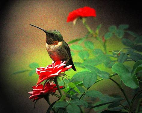 Hummingbird On The Rose Digital Art by Carrie OBrien Sibley - Fine Art America