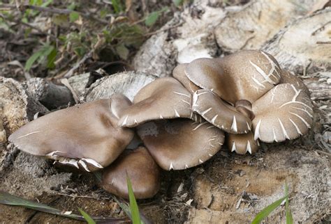 Oyster mushroom Facts, Health Benefits & Nutritional Value