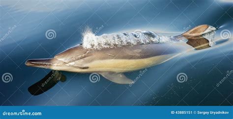 Dolphin taking breath stock image. Image of mammal, cute - 43885151