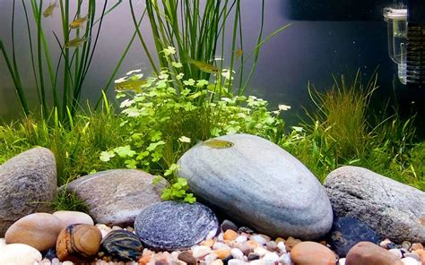 Microrasbora kubotai in the aquarium | Home aquarium - Nature and Design