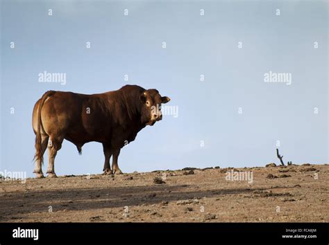 Bull in Farm Stock Photo - Alamy