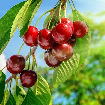 Cherry growers see record-breaking harvest, again. - Washington State - Where the Next Big Thing ...
