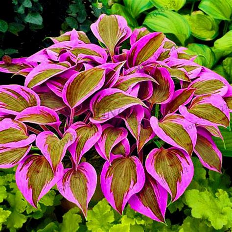 Multi-Varieties Hosta Seeds, Perennials Plant Seeds, 100pcs/pack ...