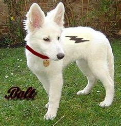 DIY Disney Bolt Halloween Costume for your Dog | Random | Pet halloween ...