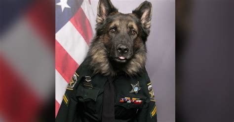 Police Dog Poses In Uniform And Tie For His Official ID Badge Photo, And Goes Viral On Instagram