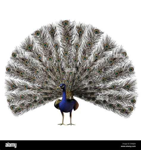 Peacock nest hi-res stock photography and images - Alamy