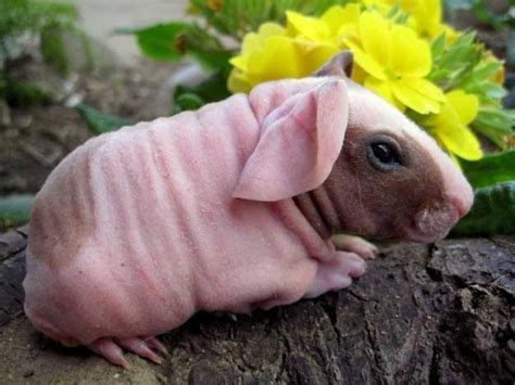 Check This, Yo! These Hairless Animals Could Not Look More Weird … | Hairless animals, Skinny ...