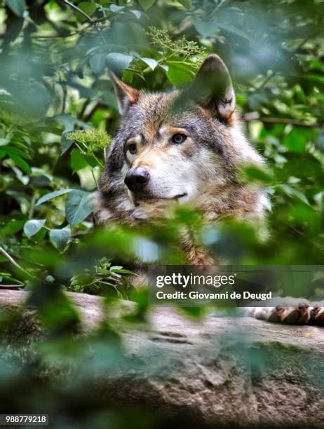 109 Wolf Behind Tree Stock Photos, High-Res Pictures, and Images ...