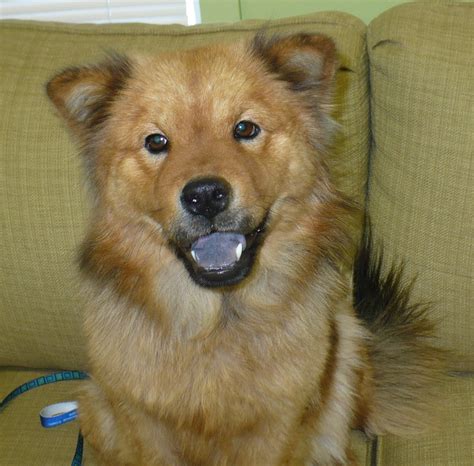 Chow Chow Mix - Dog Training Home | Dog Types