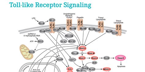 What are toll-like receptors and how do they invoke tumor tolerance?