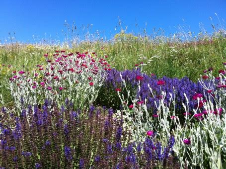 Images Gratuites : champ, Prairie, fleur, botanique, flore, lavande, Fleur sauvage, domaine ...