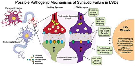 Frontiers | Synaptic Function and Dysfunction in Lysosomal Storage Diseases