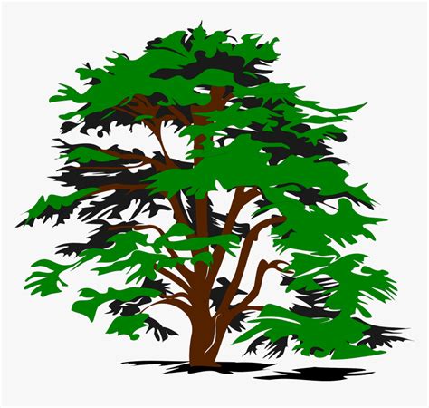 Simple Vector Tree Clip Arts - Cedar Tree Clip Art, HD Png Download - kindpng