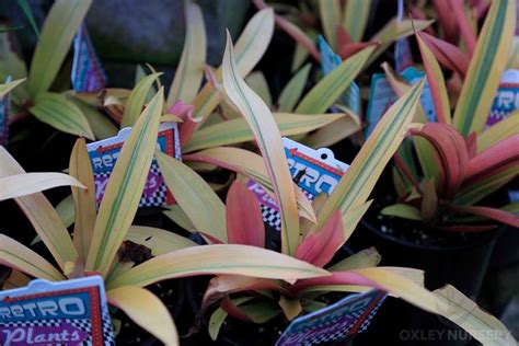 Rhoeo - Tradescantia spathacea - Plant Profile - Oxley Nursery