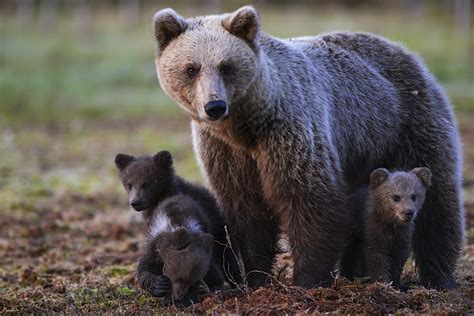 Finland has been named the best country to visit for wildlife travel - Lonely Planet