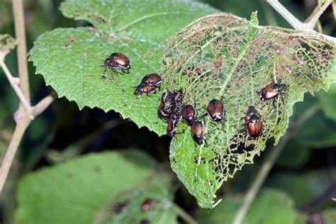 What does Japanese beetle damage look like | Rove Pest Control